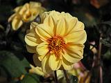 Dahlia D Yellow 